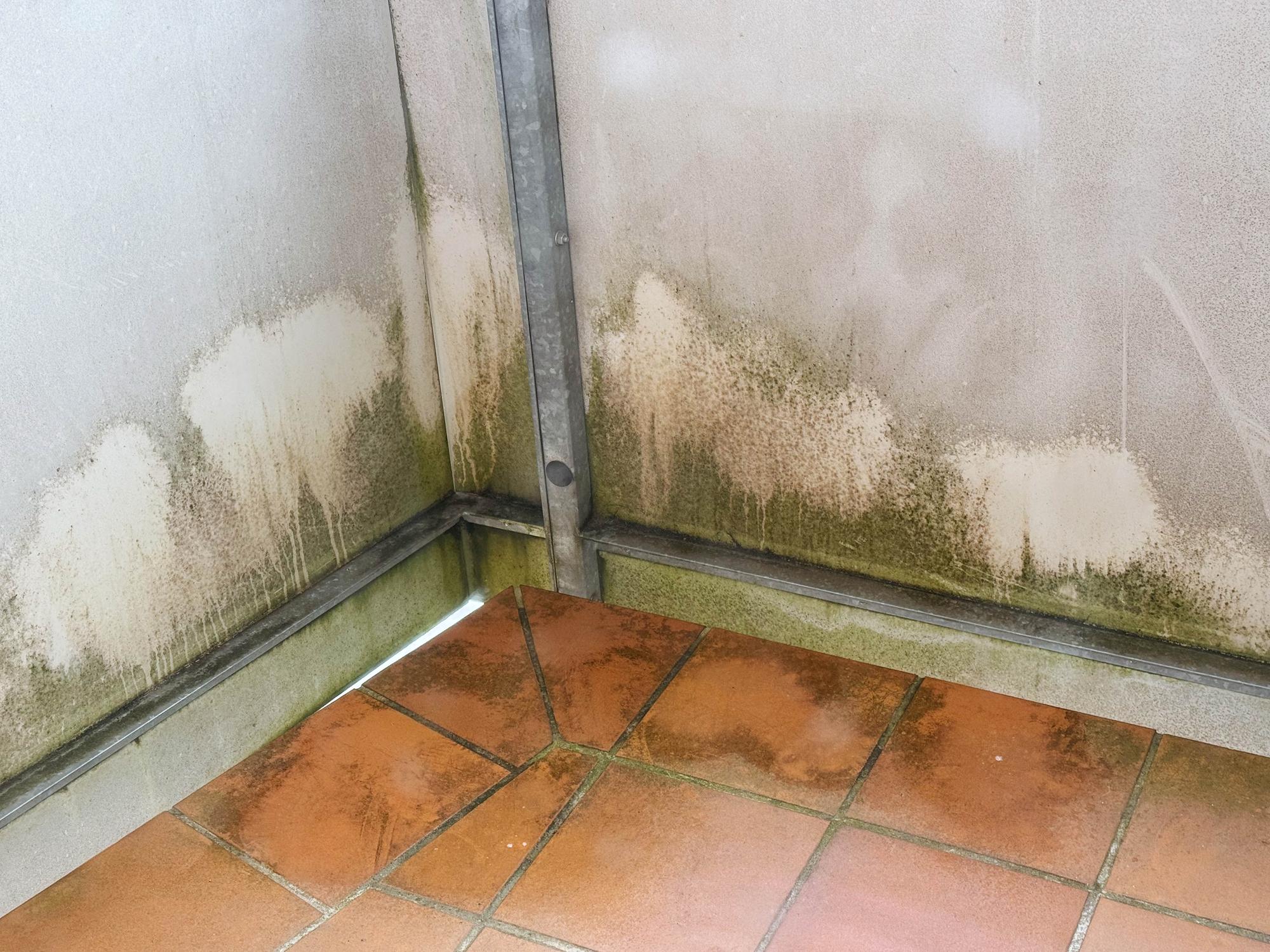 Mugg og saltutslag på kjellervegg